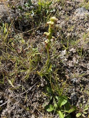 Spiranthes ochroleuca
