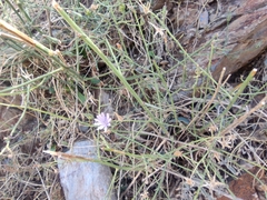 Lactuca tenerrima