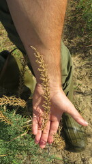 Oenothera rhombipetala