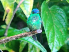 Thalurania glaucopis