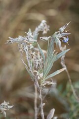 Trichodesma zeylanicum