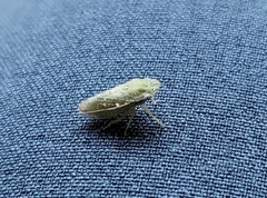 Xerophloea