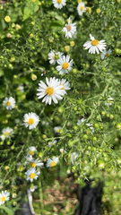 Symphyotrichum pilosum