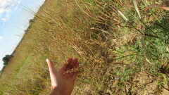 Oenothera rhombipetala