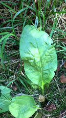 Lysichiton americanus