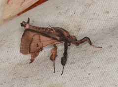 Sacada