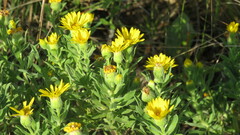 Heterotheca camporum