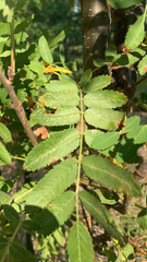 Sorbus aucuparia