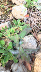 Pilosella officinarum