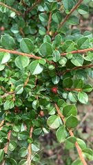 Cotoneaster horizontalis