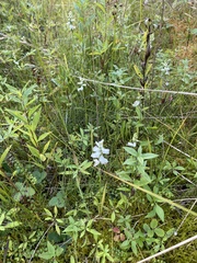 Spiranthes cernua
