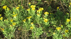 Heterotheca camporum