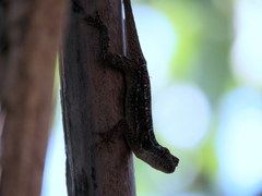 Anolis lemurinus