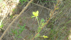 Oenothera rhombipetala