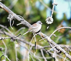 Junco hyemalis caniceps