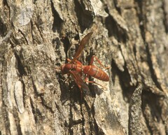 Polistes rubiginosus