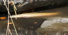 Catostomus occidentalis