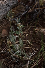 Antennaria luzuloides
