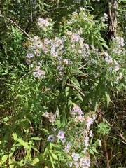 Symphyotrichum laeve