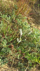 Froelichia floridana