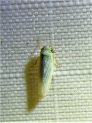 Macrosteles quadrilineatus