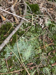 Cladonia chlorophaea