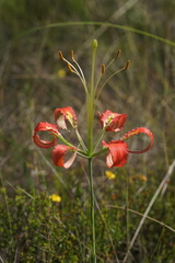 Lilium catesbaei