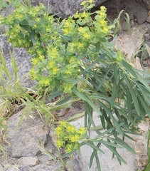 Euphorbia virgata