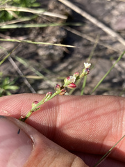 Polygonum tenue