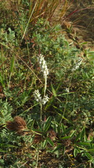Froelichia floridana