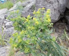 Euphorbia virgata