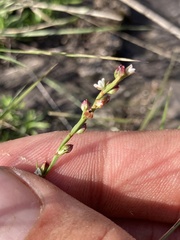 Polygonum tenue