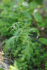 Senecio vulgaris