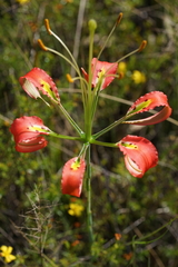 Lilium catesbaei