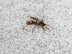 Mischocyttarus flavitarsis