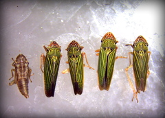 Xyphon reticulatum