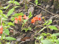 Phaseolus coccineus