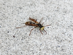 Mischocyttarus flavitarsis