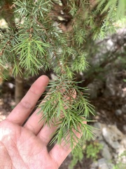 Juniperus oxycedrus