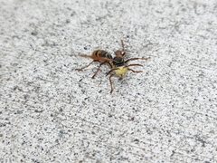 Mischocyttarus flavitarsis