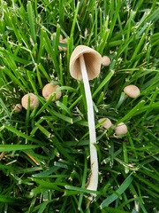Conocybe apala
