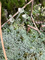 Cladonia chlorophaea
