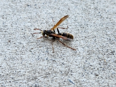 Mischocyttarus flavitarsis