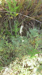 Froelichia floridana