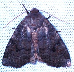 Anathix puta
