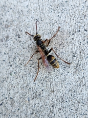 Mischocyttarus flavitarsis