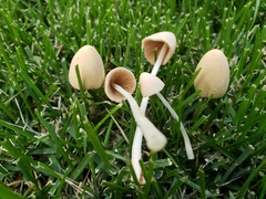 Conocybe apala