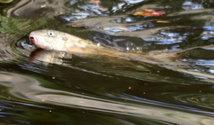 Catostomus occidentalis