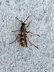 Mischocyttarus flavitarsis