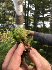 Aulacomnium palustre